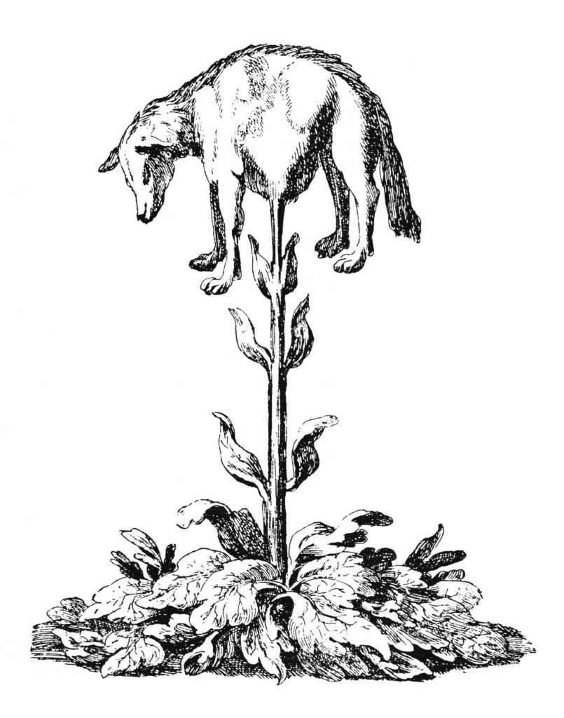 De Barometz; het Tartaarse lam (11de eeuw), men stelt zich de katoenplant voor als een stengel met bladeren waaraan een levend schaapje groeit