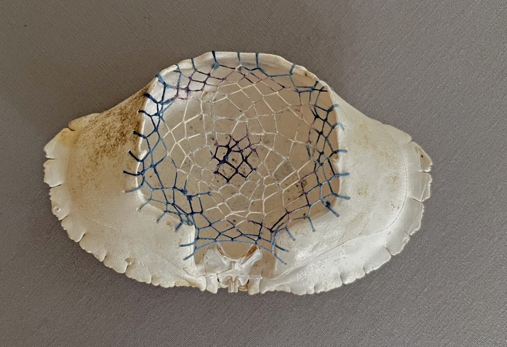 Krabschelp uit Maine met indigo geverfd linnen dat in een net op de schelp is geweven. 7.5 x 12 x 4 cm 2020.